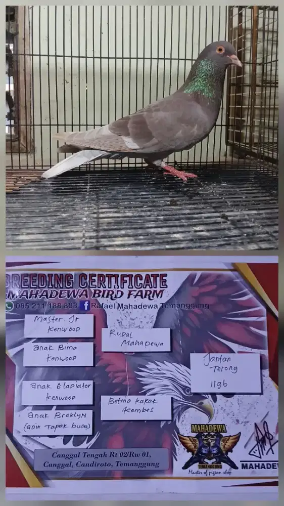 Burung Merpati Dara indukan Trah