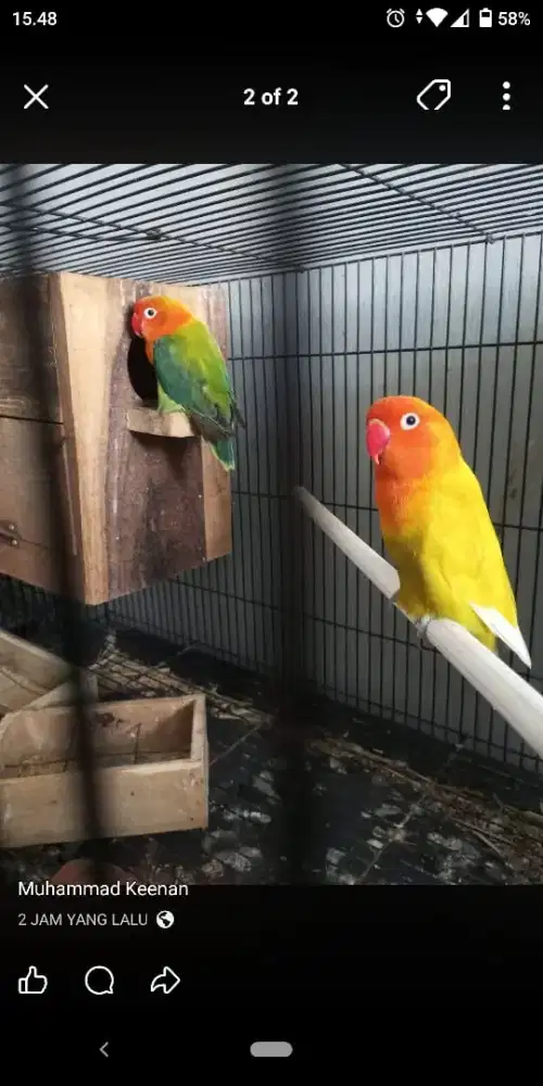 Lovebird biola Dark Green dan Pastel Kuning