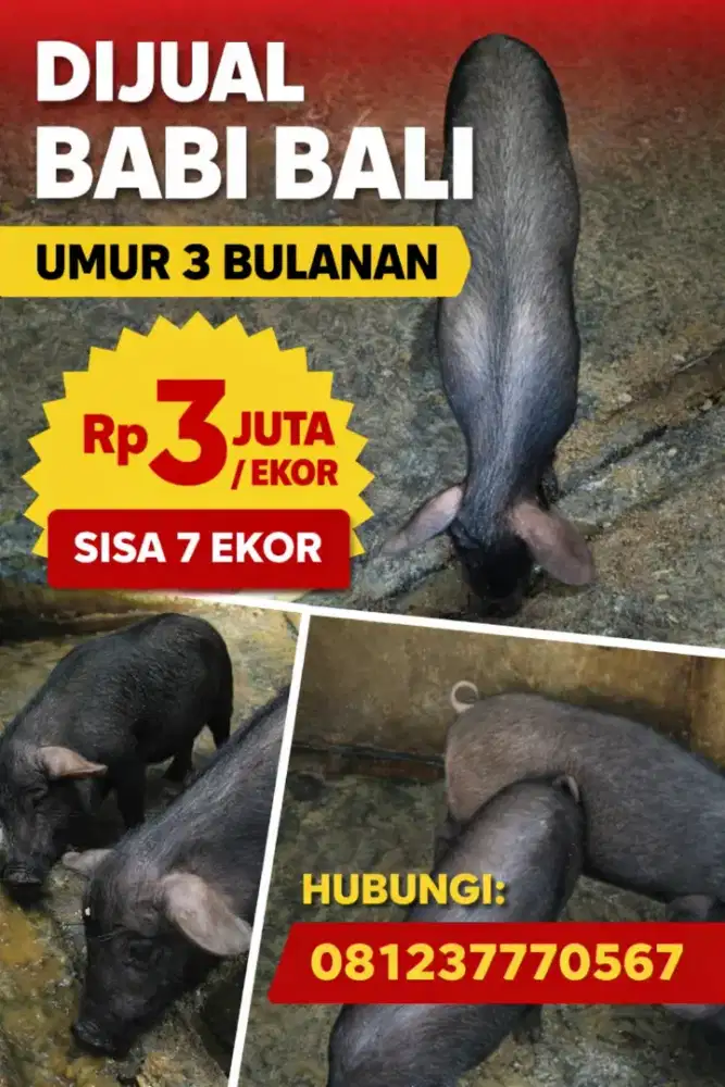 Babi Bali bakal Guling