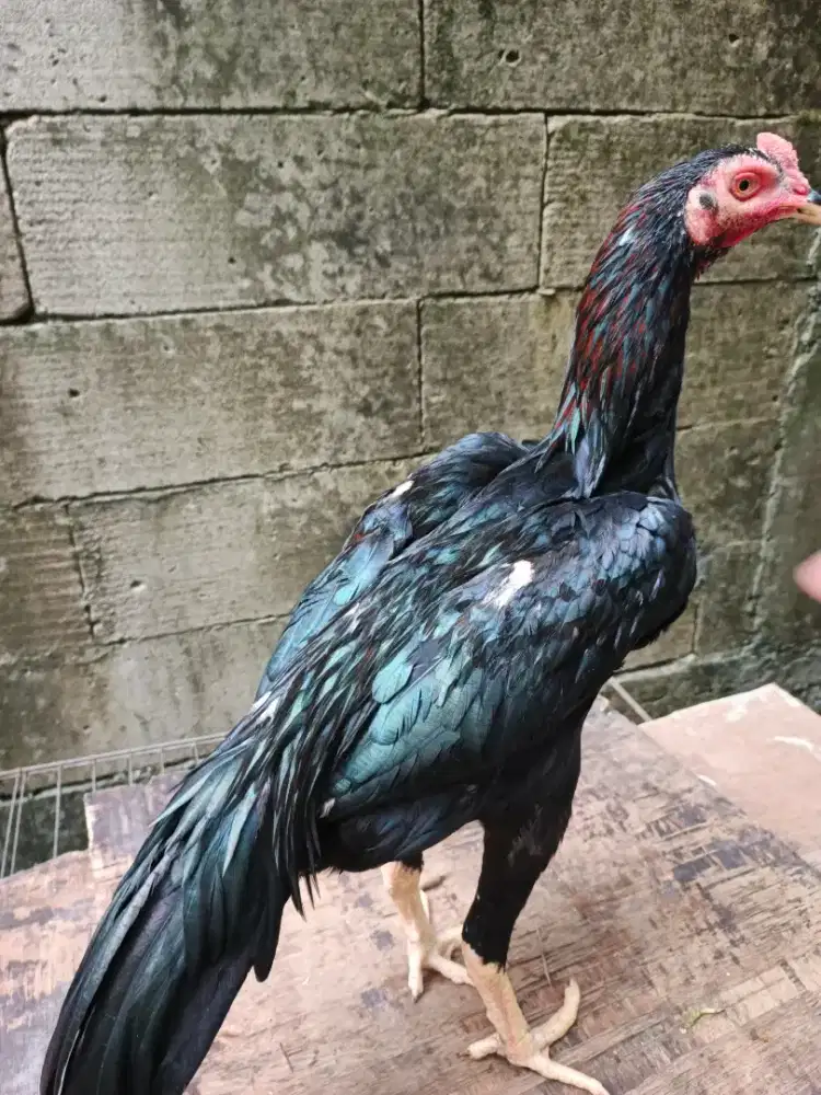 Dijual ayam bangkok