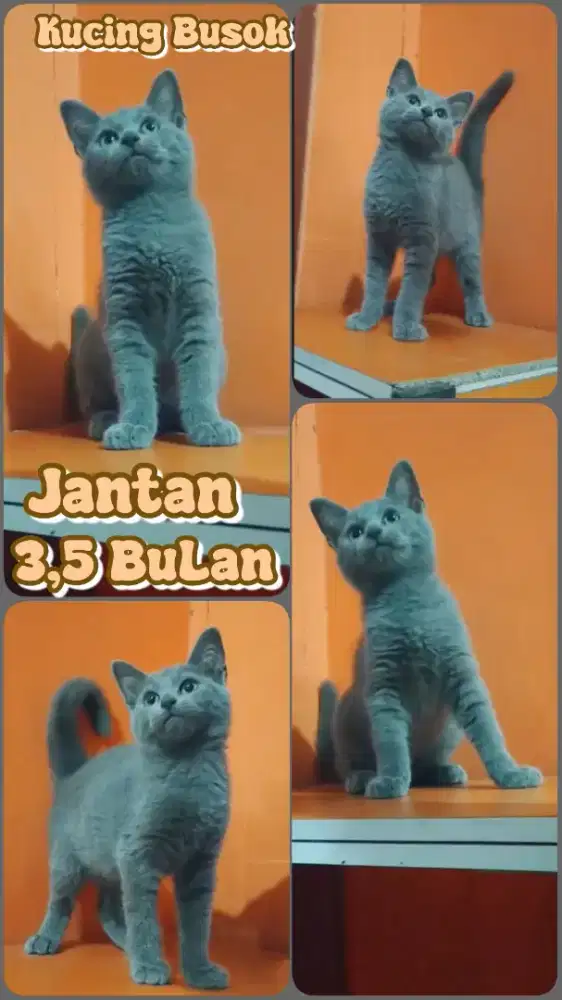 Kucing busok kucing ras madura bulu pendek abu manis jantan 3,5bulanan