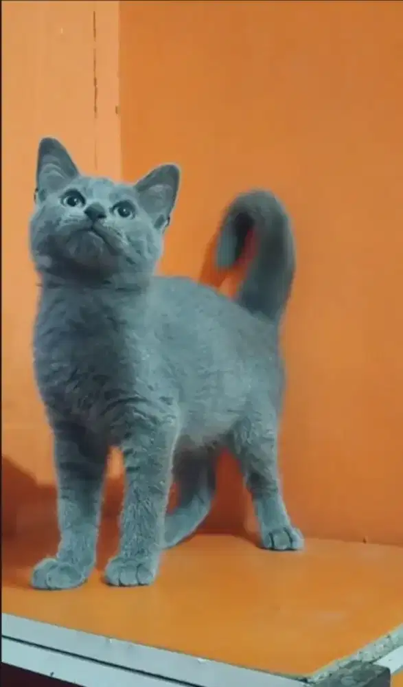 Kucing busok. Manis jantan usia 3,5 bulanan