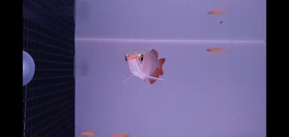 Arowana Super Red Arwana