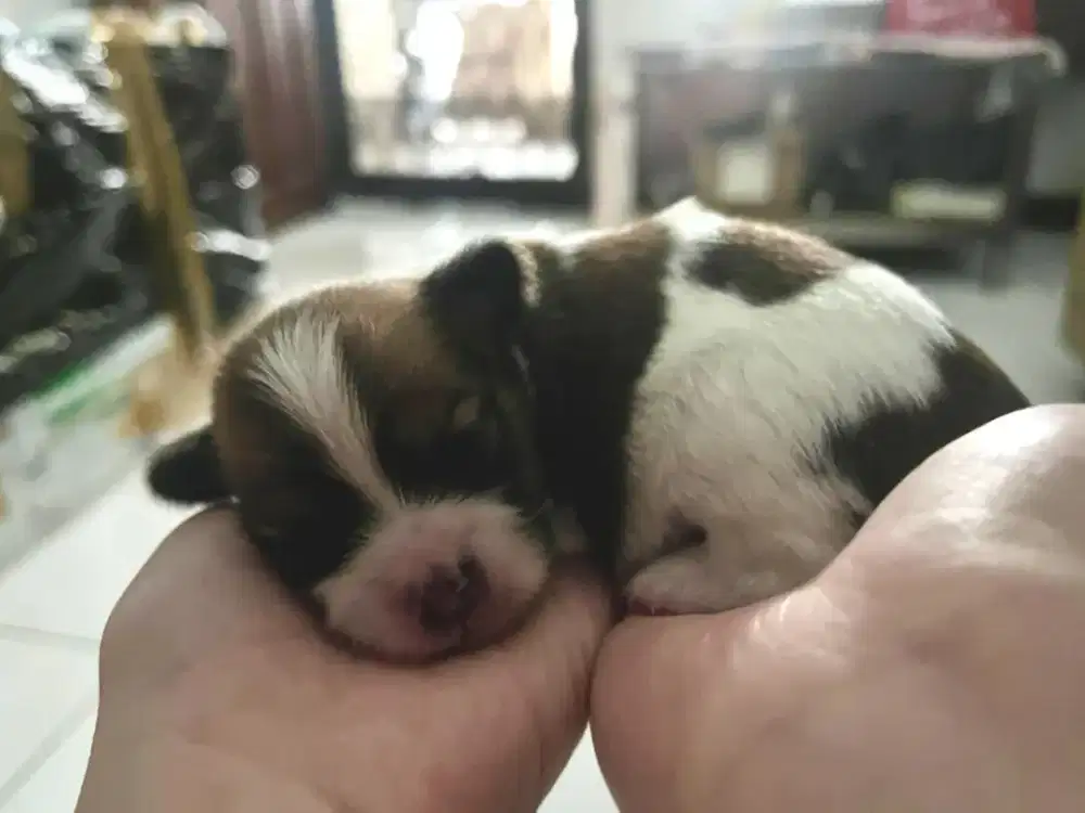 JUAL ANAK ANJING MIX POM MURAH BU