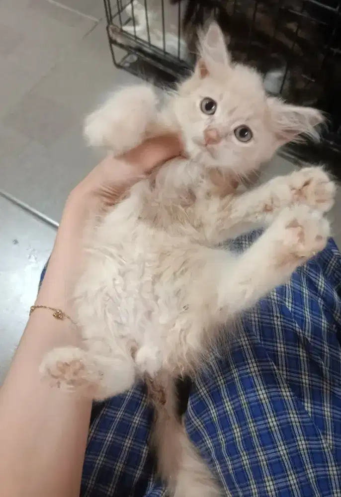 kitten persia jantan 3 bln