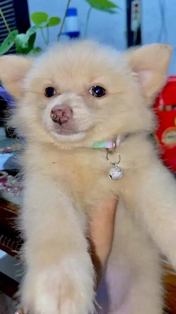 puppy minipom aus