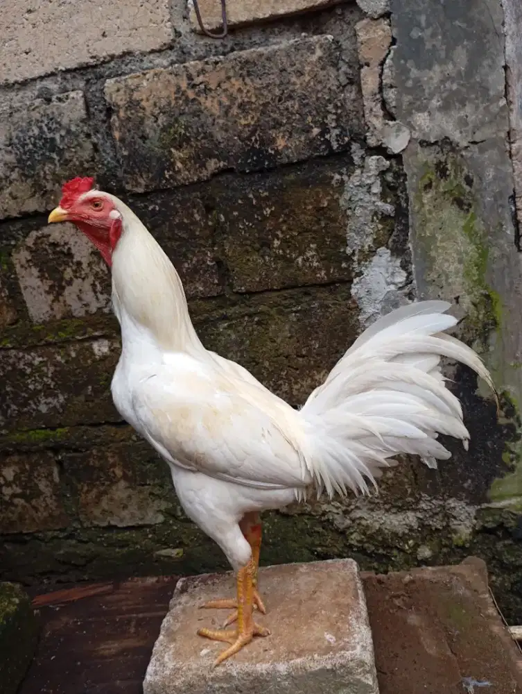 Ayam kampung putih jantan jago mudaa