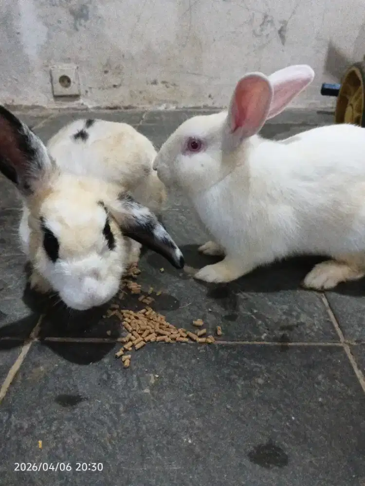 Sepasang kelinci dewasa