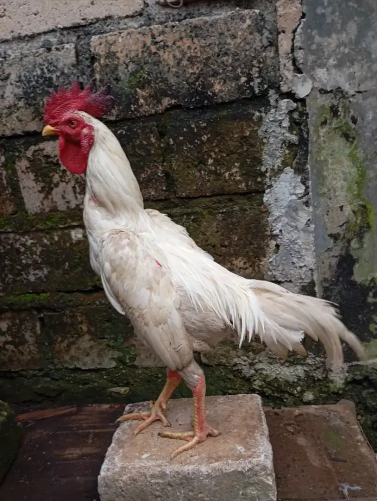 Ayam kampung putih jantan jago