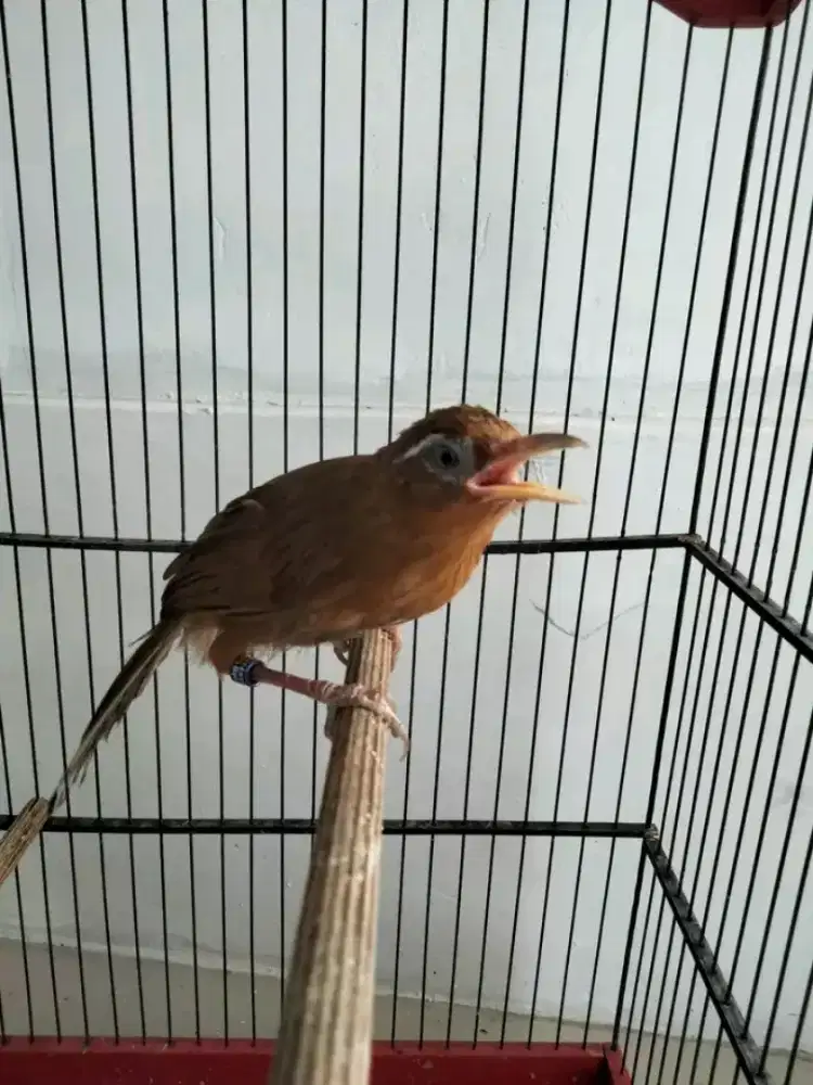 Wambie MH jantan body besar