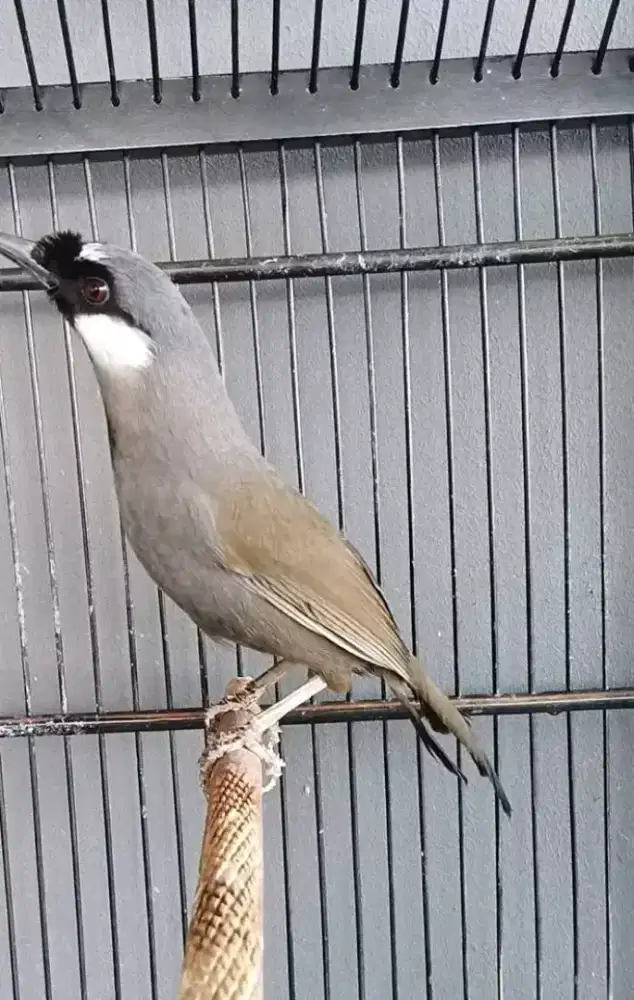 Poksay hongkong jantan gacor