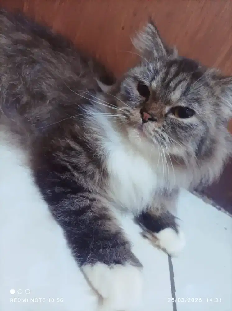 LA kucing Persia jenkel betina usia 6 bln