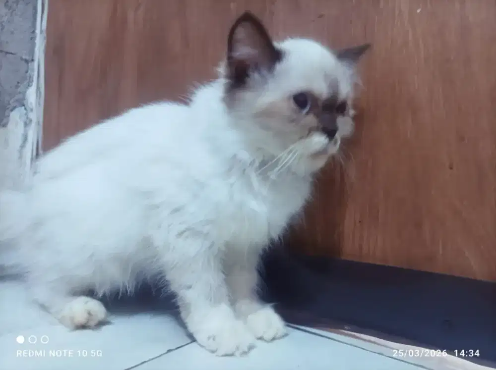 LA kucing Persia usia 6bln jenkel betina
