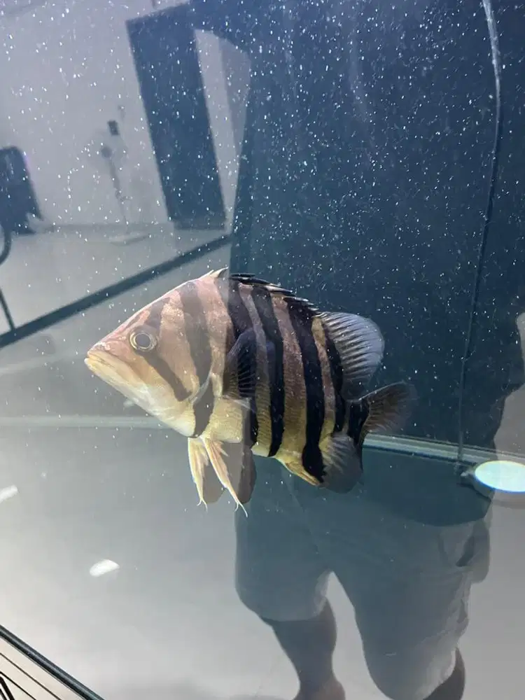 Ikan datz sumatera atau borneo