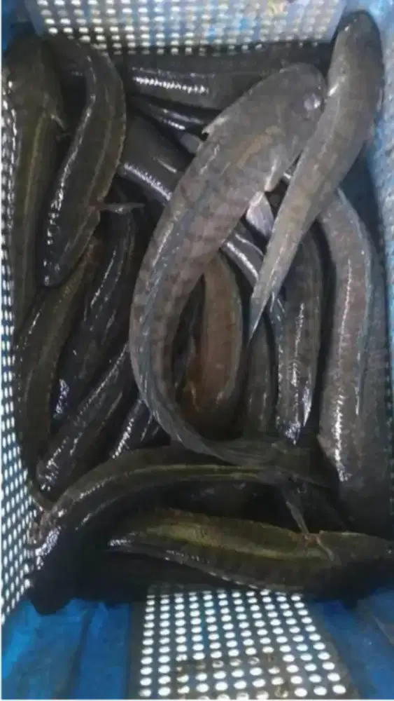 Jual ikan gabus (tersedia)