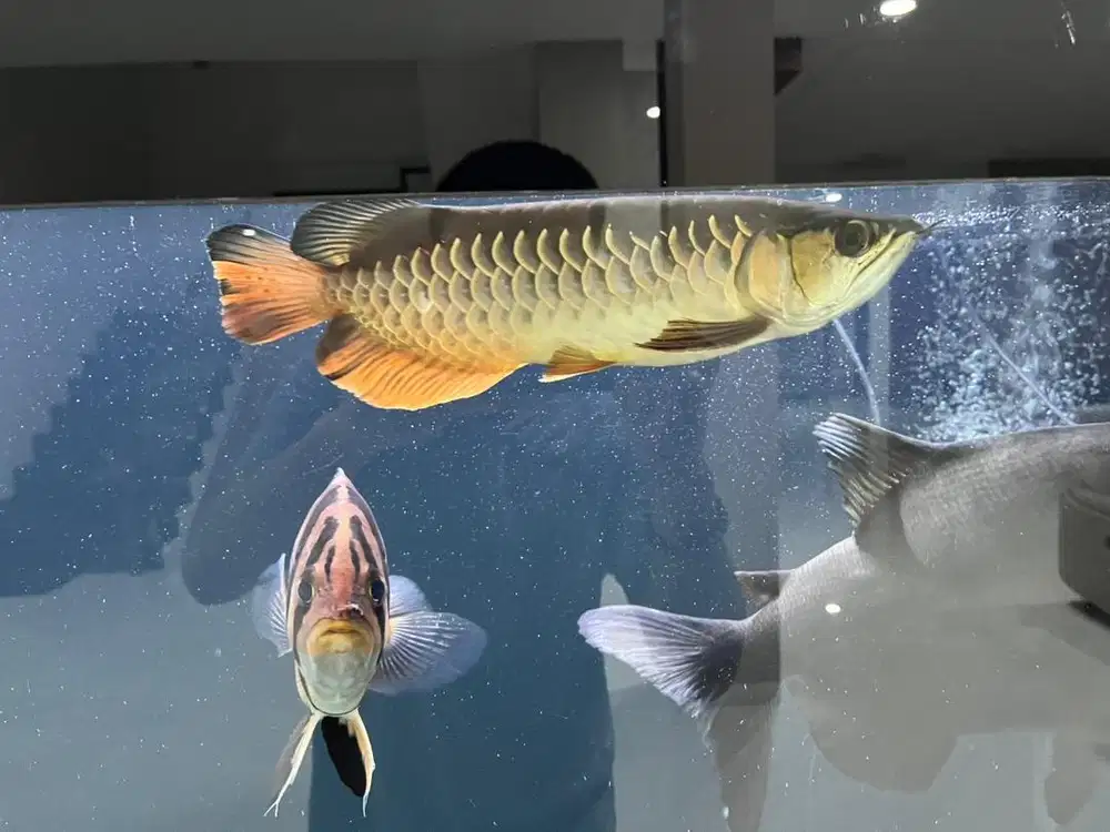 Ikan golden red arwana