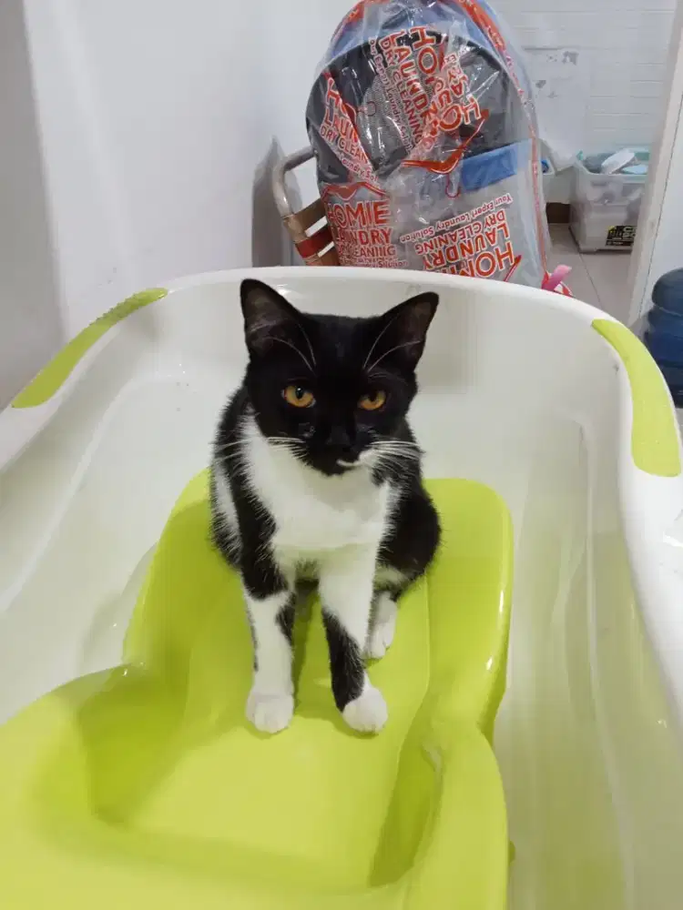 Lagi cari kerja nich sebagai driver pribadi (matic&manual)