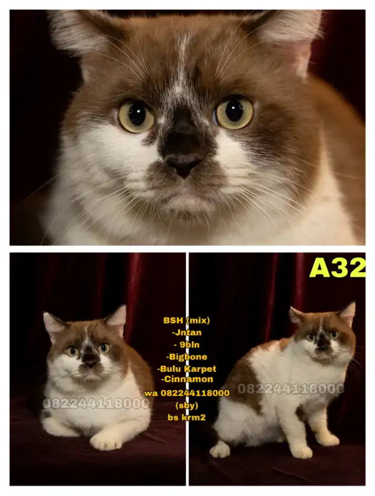 Kucing Bsh mix (cinnamon)