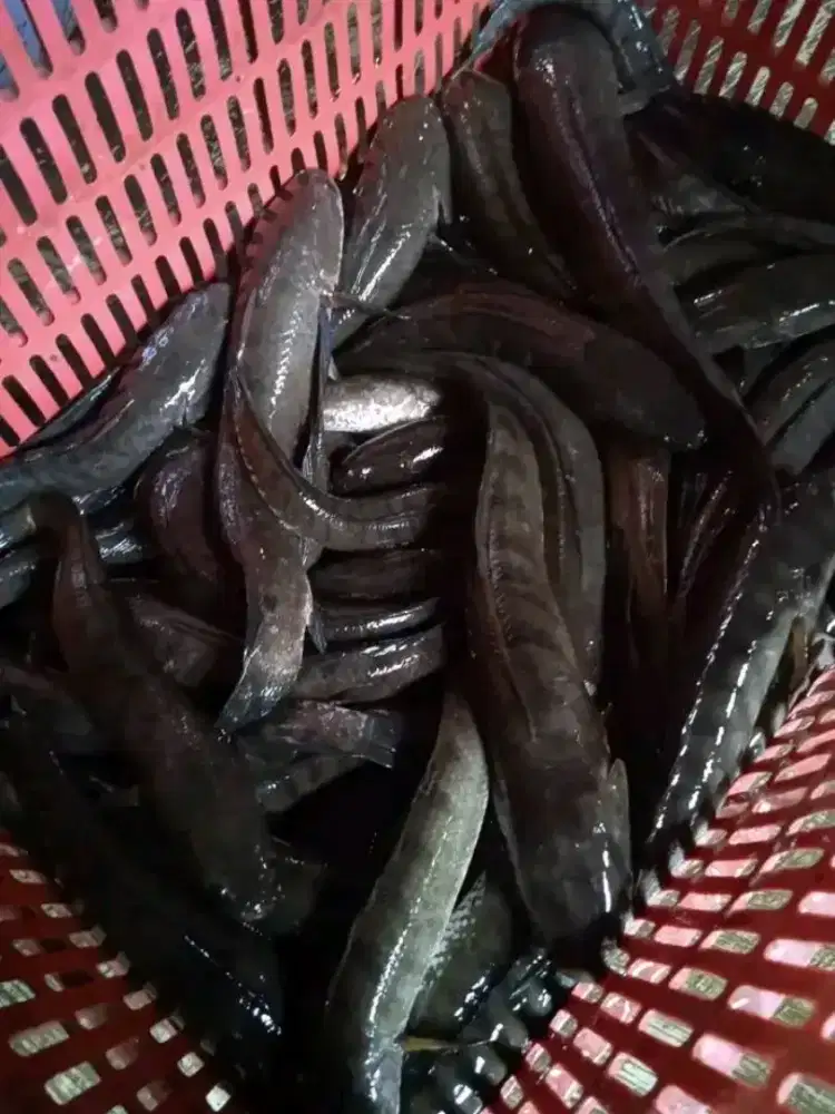 Ikan segar ready eceran