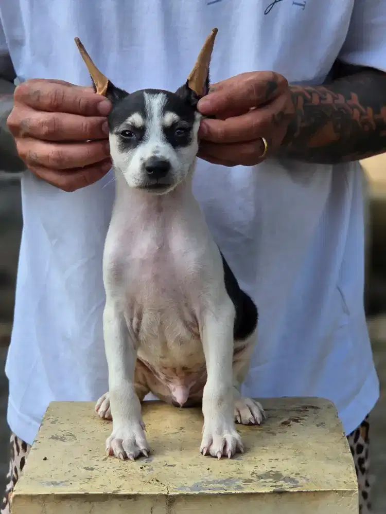 Rare colour doberman guys import