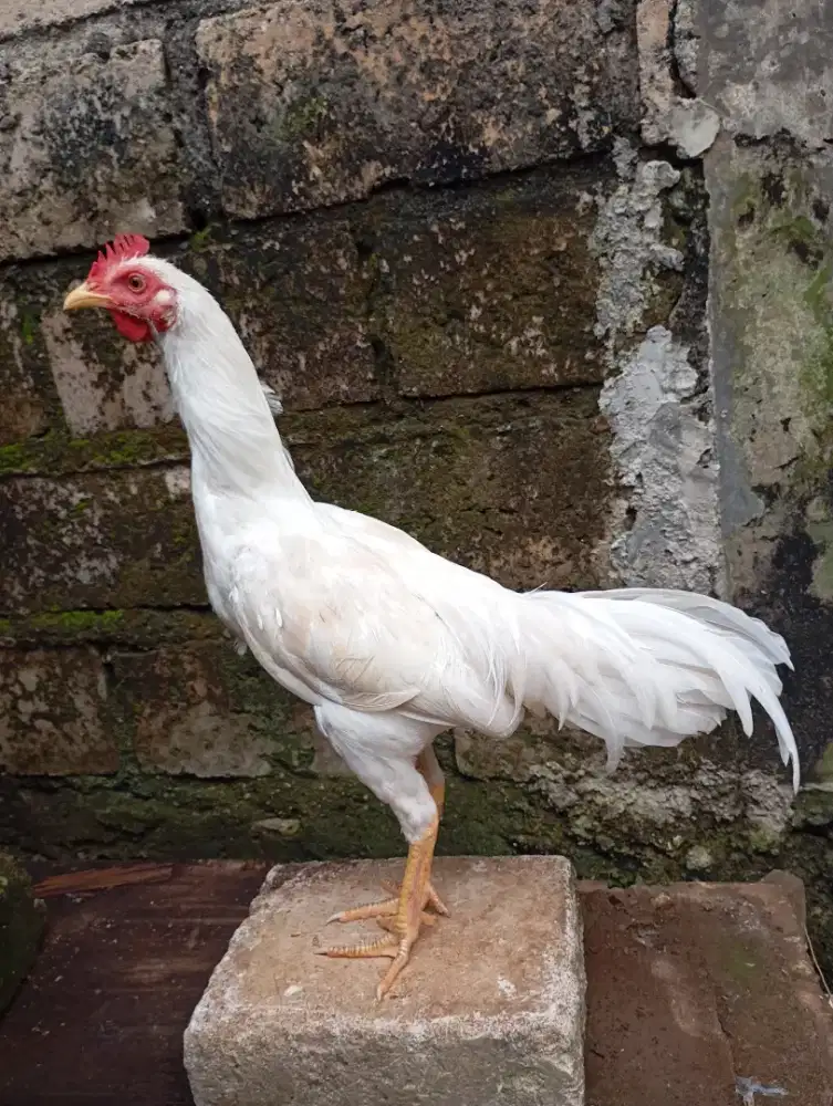 Ayam kampung putih jantan jago muda lancur