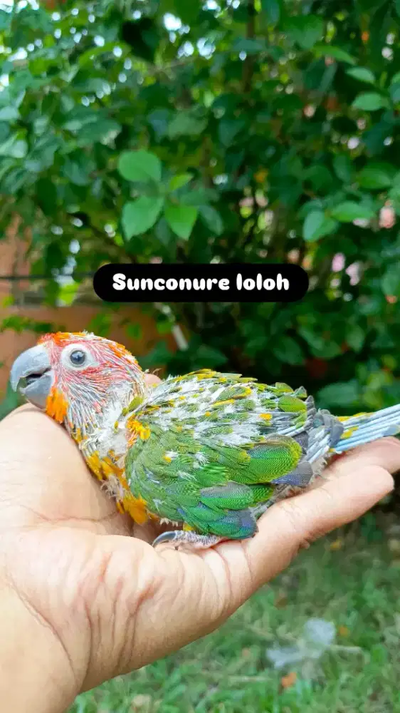 Sunconure lolohan