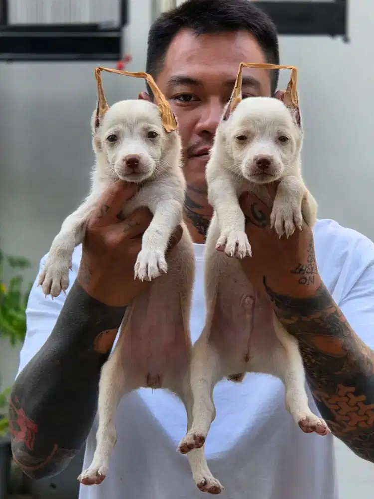 Special rare colour albino doberman