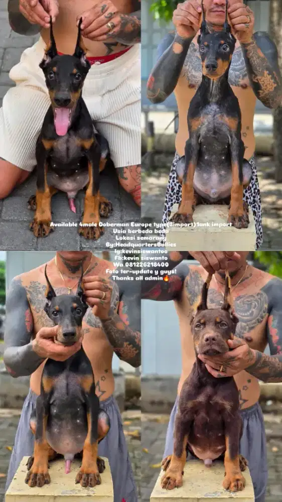 Berbagai macam donerman all jumbo size guys