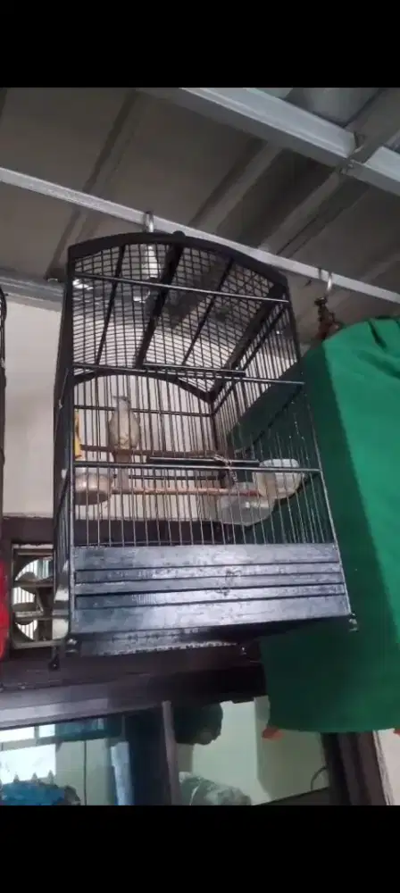 Kapas tembak rajin bunyi