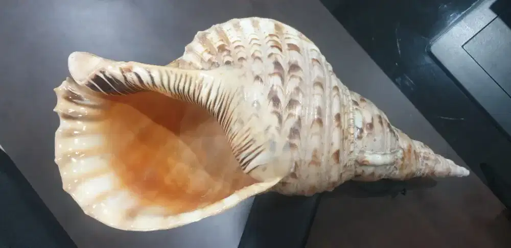 Cangkang Keong Laut Jumbo