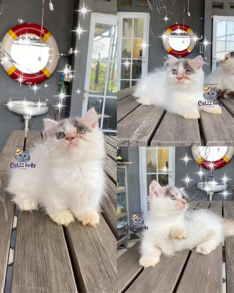 Lepas Adopsi Munchkin Gaelic