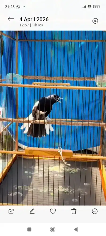 Kacer fullset jantan