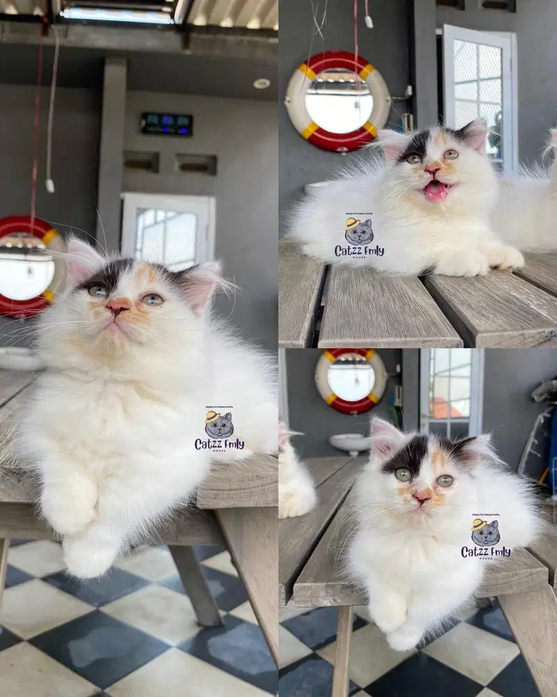 Lepas Adopsi Munchkin Gaelic