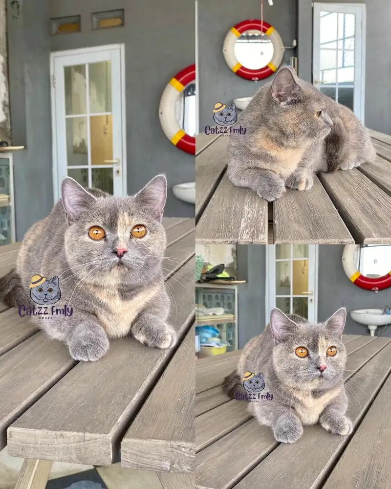 Lepas Adopsi BSH MUNCHKIN