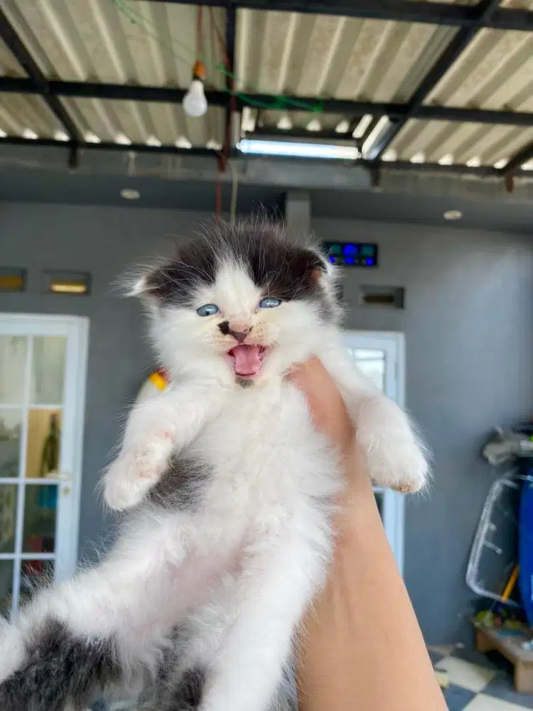 Lepas adopsi Munchkin Scottish Fold