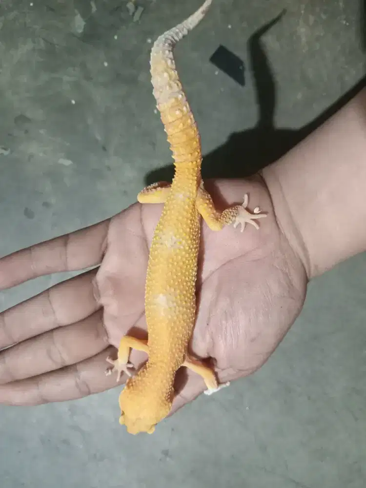6 ekor Leopard Gecko Borongan Proven