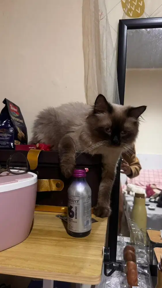 Kucing Birman / Himalaya