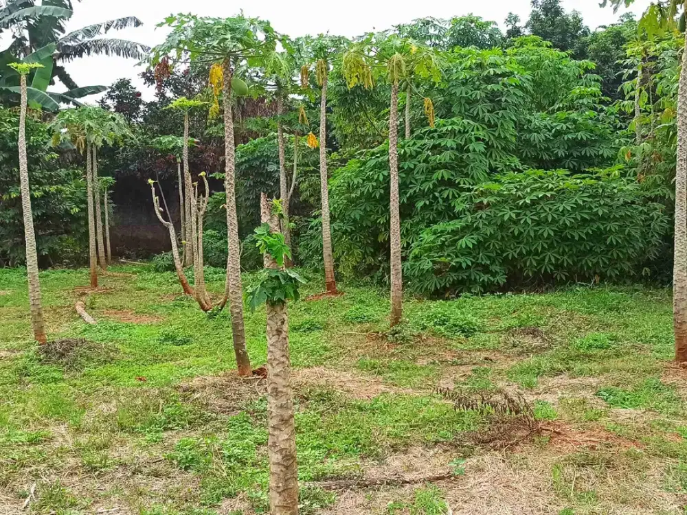 JUAL TANAH KAVLING CITRAGRAN CIBUBUR 5.5JT PER METER