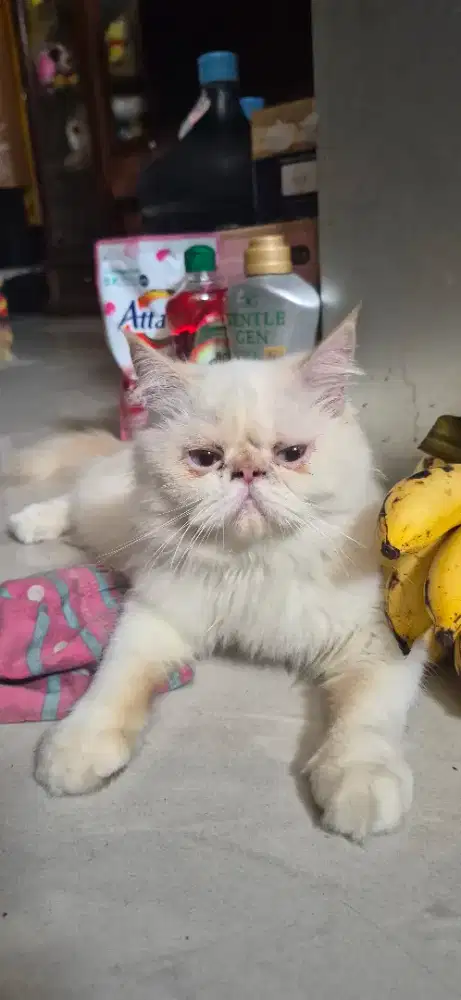Kucing persia peaknose