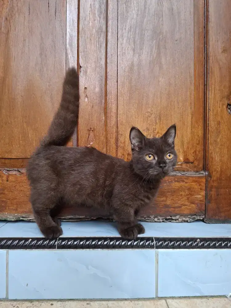 Kucing Munchkin Betina