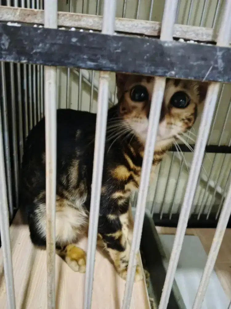 Bng4l jantan usia 8 bulanan