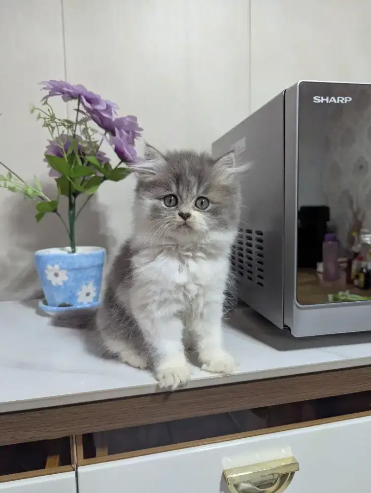 Lepas adop persia betina