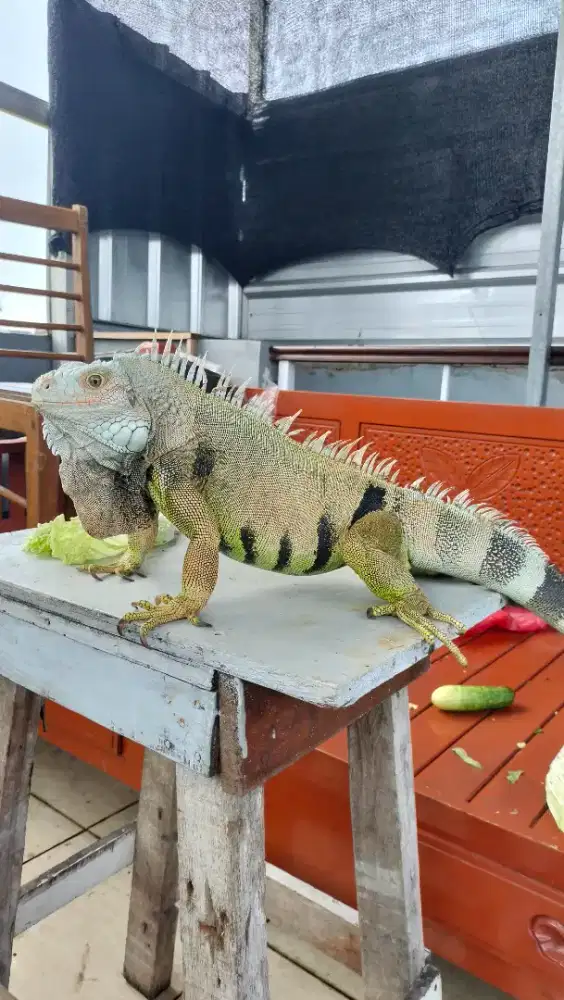 IGUANA INDUKAN JANTAN DAN BETINA