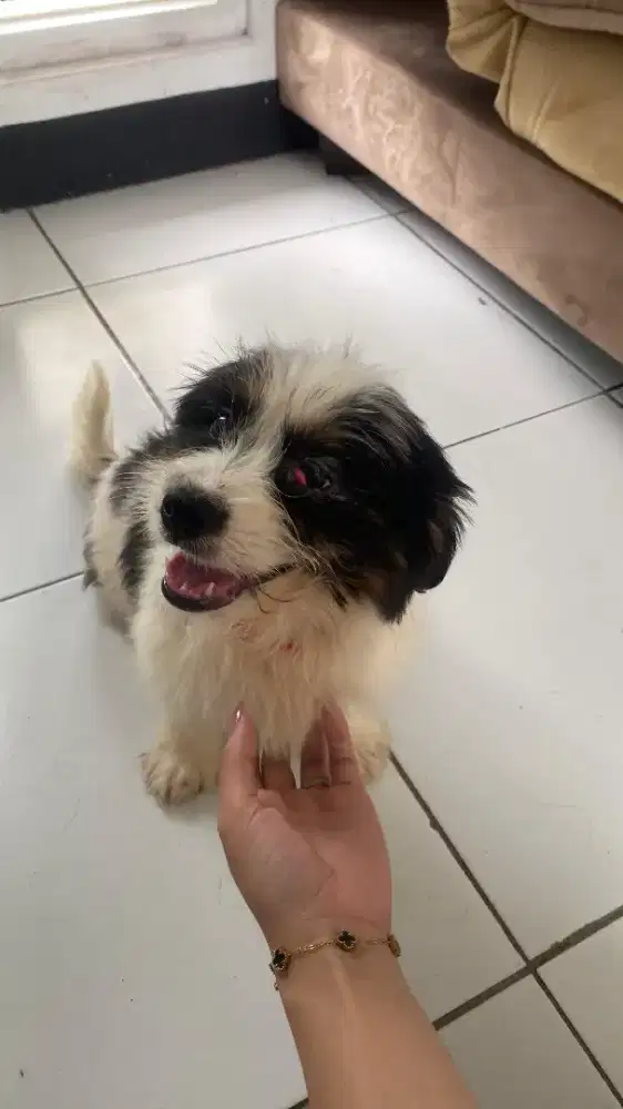 Anjing ras kecil ganti pakan