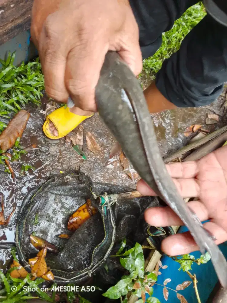 Jual ikan lele untuk pedagang & pemancingan