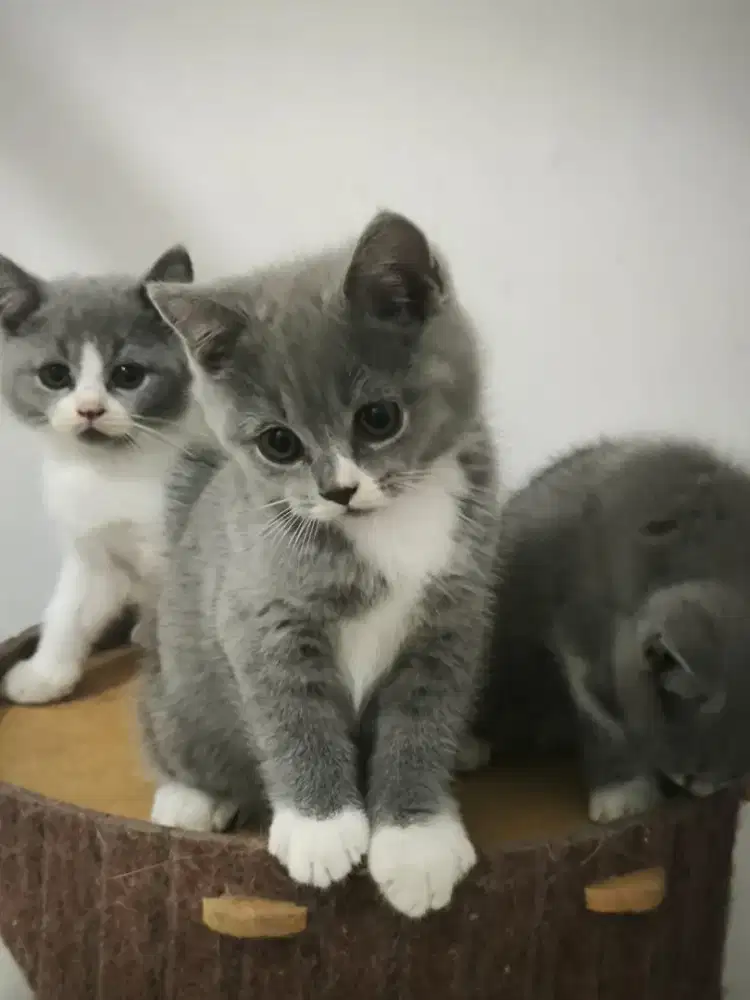 British shorthair ( Borongan)
