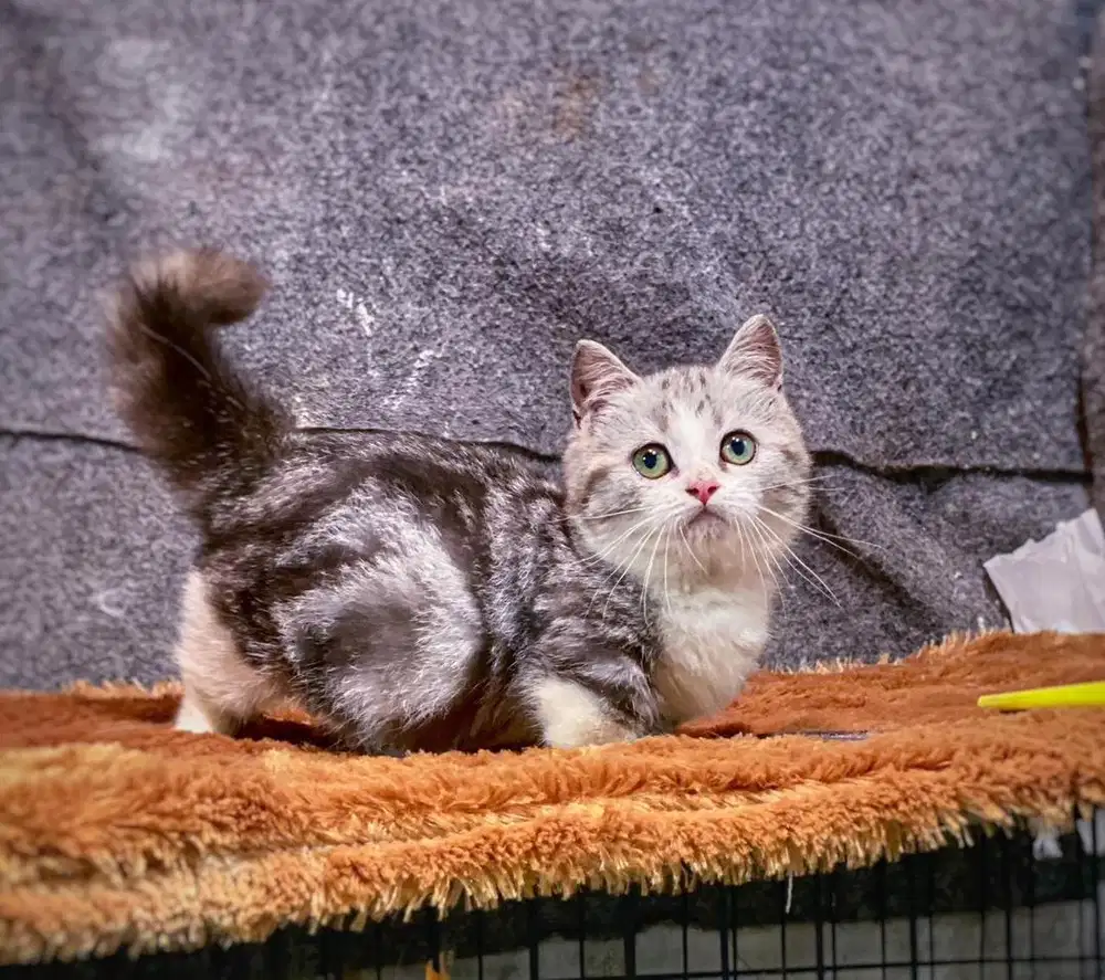 Munchkin bico silver tabby betina