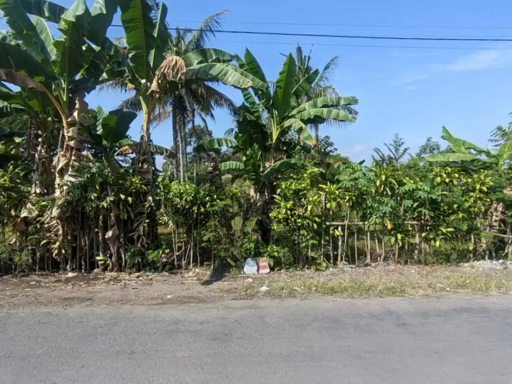 Di Jual Tanah Pekarangan Pinggir jalan Aspal di Selopuro Kabupaten Blitar