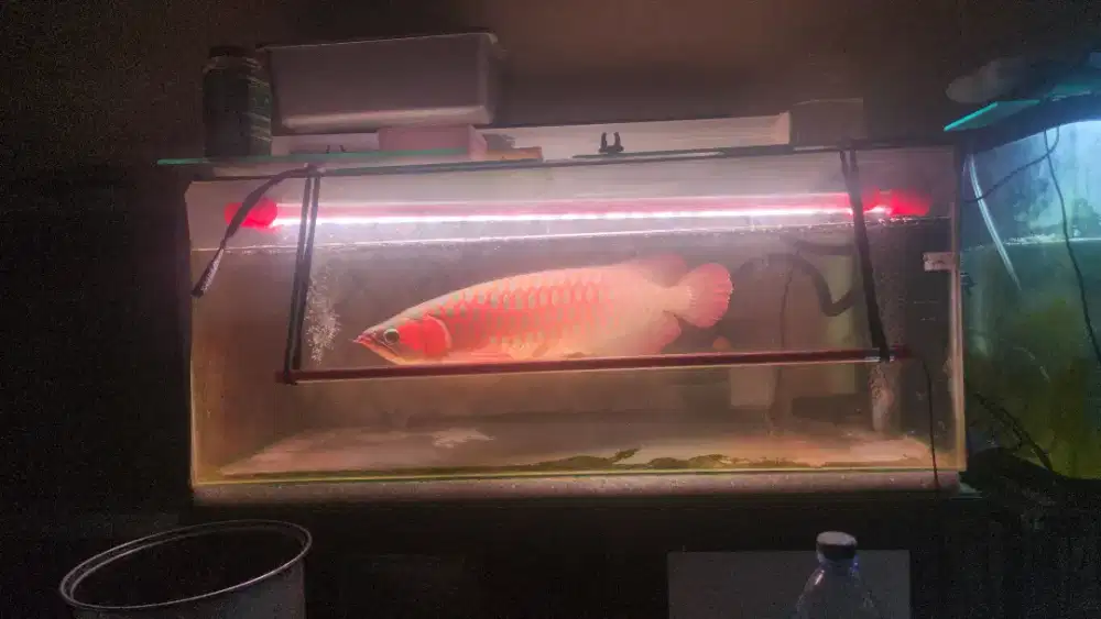 Arwana super red butterfly 50cm