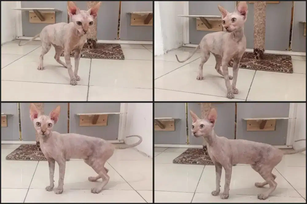 Kucing Sphynx dewasa